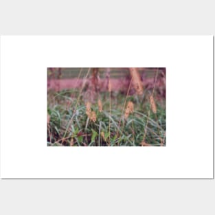 Autumn Prairie Grass Posters and Art